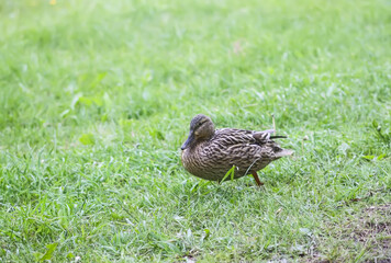 Breeding season in nature. Wild duck on green grass.