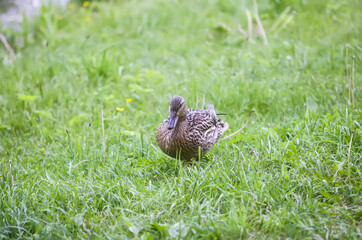 Breeding season in nature. Wild duck on green grass.