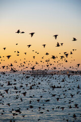 The Starlings in Brighton at Sunset