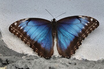 Obraz na płótnie Canvas Peleides Blue Morpho - Morpho peleides - tropical butterfly sitting on white wall near the ground. High quality photo