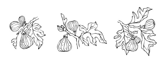 Fototapeta premium Collection of botanical line drawings of fig fruit with leaves.Vector graphics. 