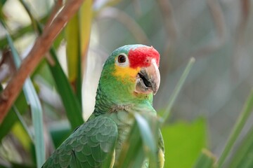 Portrait of beautiful Red-lored Amazon Parrot in Mexico on green natural background behind the palm leaves. High quality photo