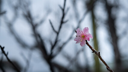 沖縄・季節はずれに咲くピンク色の寒緋桜の花