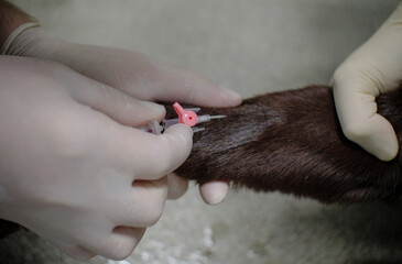 Close-up. The veterinarian places an intravenous catheter into a vein in a dog's front paw for an IV. The doctor holds a dog's paw in his hands and pierces a vein with a catheter needle.