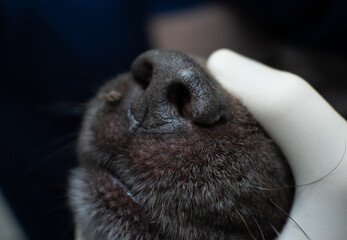 The veterinarian holds the dog's nose with a gloved hand and performs an examination. Close-up. The nose of the dog is held by the hand of a veterinarian in a white medical glove.