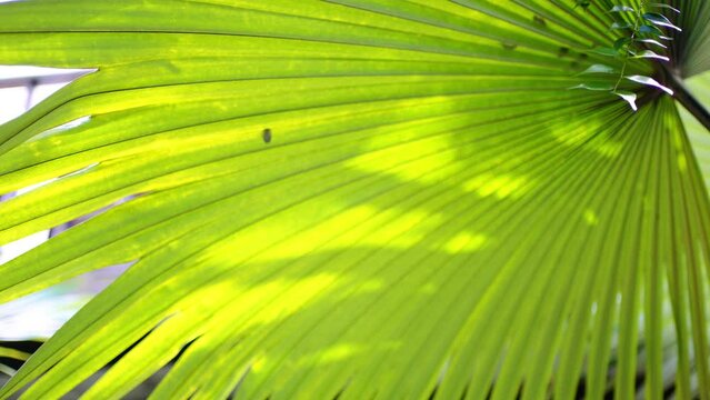 Tropical leaf and Green with sunlight