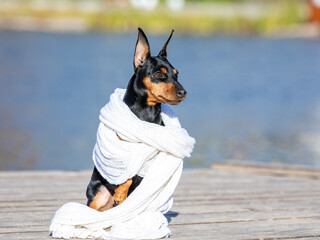 A black and tan miniature pinscher wrapped in a white scarf sits against the backdrop of a river.