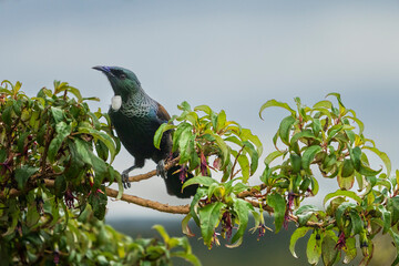 Tui (Prosthemadera novaeseelandiae)