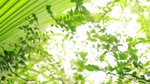 Tropical leaf and Green with sunlight