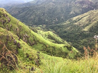 Fototapeta premium tea plantations in sri lanka