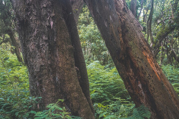 Obraz premium Old mossy trees in rainforest