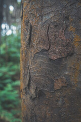 Close detail of bark in forest