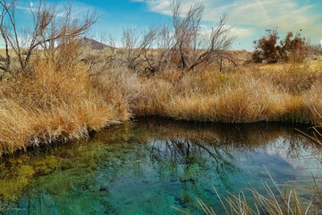 Spring in the oasis Ash Meadows National Wildlife Refuge, in the Mojave Desert near Pahrump, Nevada, one of the few places where the endangered pupfish (Cyprinodon nevadensis mionectes) live.
