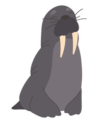 male sea lion wild animal