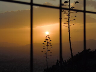 Drzewa na tle zachodzącego słońca w Atenach - obrazy, fototapety, plakaty