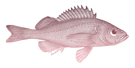 Owston's rockfish sebastes owstoni, deep-water fish in side view