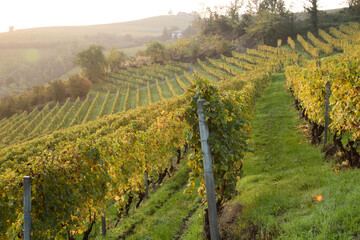 Fototapeta na wymiar Rows of vine. Rows of vine with yellow leaves for autumn season. Langhe area, Piemonte, Italy
