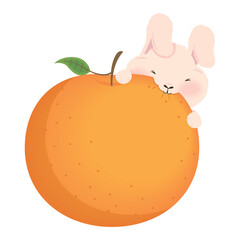 rabbit eating orange fruit