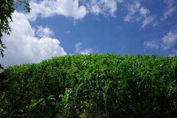 green grass and blue sky