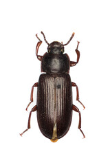 Yellow mealworm beetle, Tenebrio molitor, a species of darkling beetle.