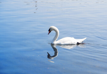 Obraz premium White Swan