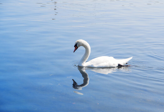 White Swan