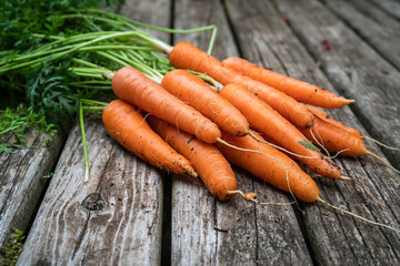 Freshly harvested carrots from the home vegetable garden.