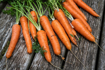 Freshly harvested carrots from the home vegetable garden.