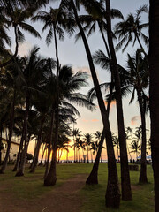 Sunset as it lowers towards the ocean shining through row of Coconut trees along path