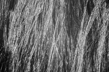 Top view with grass underwater, blurry black and white background.