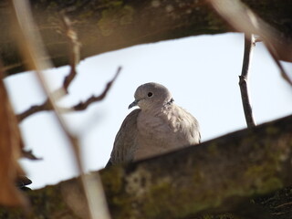 bird on a fence