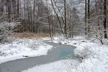 Beautiful and cold winter in the forest