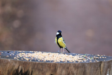 ヨーロッパシジュウカラ