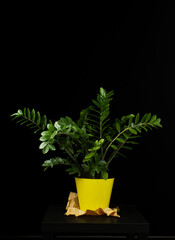 Zamioculcas in a yellow pot on a black background with an element of craft packaging
