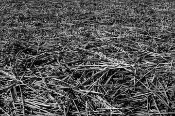 Mown grass landscape. Natural texture of a beveled field, background for publication, poster, calendar, post, screensaver, wallpaper, postcard, website. Gray tones colors. High quality photo