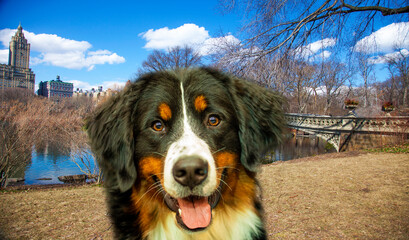 dog in Central Park, New York