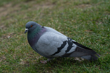 a pigeon walks on green grass in early spring