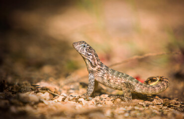 Curly-tailed Lizard