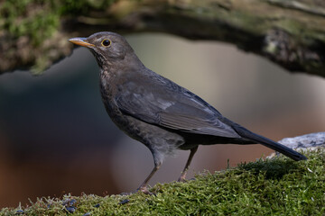 blackbird on a branch