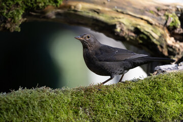 blackbird on the branch