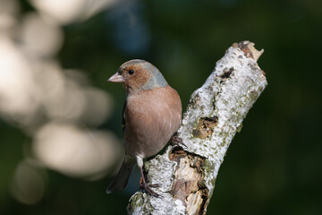 common chaffinch on the branch