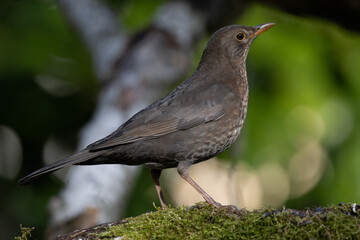 blackbird on a branch