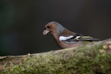 common chaffinch bird