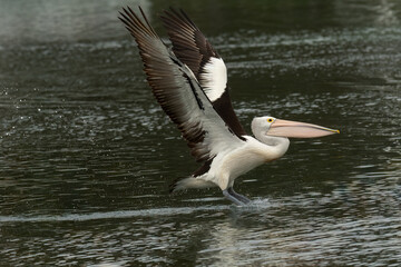 Fototapeta na wymiar Australian pelican (Pelecanus conspicillatus )