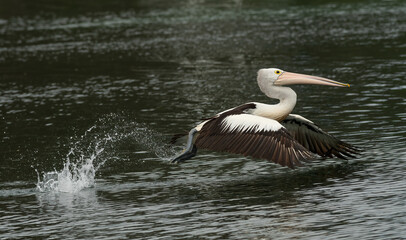 Australian pelican (Pelecanus conspicillatus ) taking off