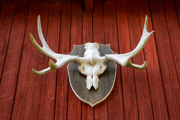 Antlers of a moose as a hunting trophy on a red wooden wall