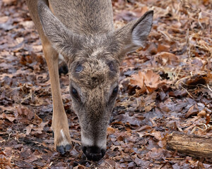 Male white tailed buck or deer that just recently lost or shed its antlers or rack is digging in the ground in search of food.  Photographed on a mild winter day with a light rainfall in December.  