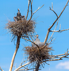 A pair of Great Blue Herons, each in their respective nests, sitting in yoga like positions and sunning. Set against a beautiful blue sky background.