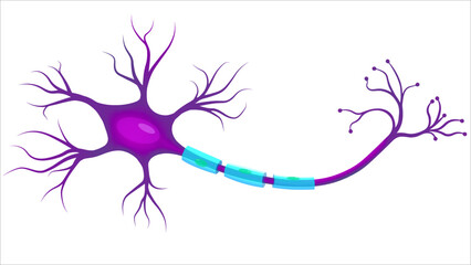 Fototapeta premium Neuron, Neurone, or Nerve Cell - Anatomy and Histology Nerve Cell - Axon, Schwann Cell, Dendrite, Synapse - Vector Illustration