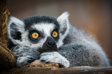 Verträumter Blick eines Affen